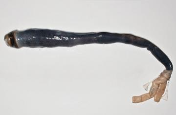 Шокирующая находка: биологи обнаружили гигантского корабельного червя