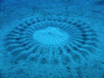 Найдена разгадка таинственных кругов на дне Японского моря