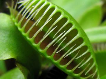 Ученые раскрыли тайну хищных растений