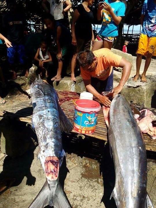 На Филиппинах выловили «татуированную» рыбу (ФОТО)