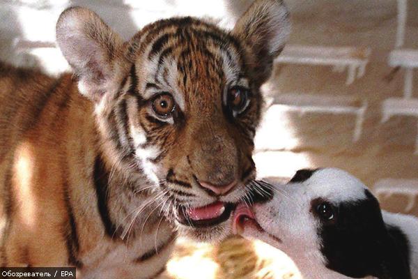 Удивительная дружба в мире животных (ФОТО)