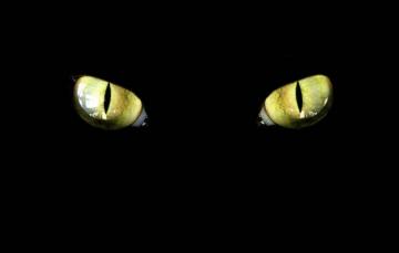 Ученые узнали, как животные видят в темноте