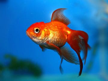 Ученые узнали, как рыбы воспринимают окружающую среду