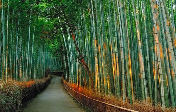 Магнит для туристов со всего мира: необычный Бамбуковый лес в Японии (ФОТО)