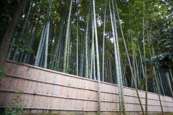 Магнит для туристов со всего мира: необычный Бамбуковый лес в Японии (ФОТО)