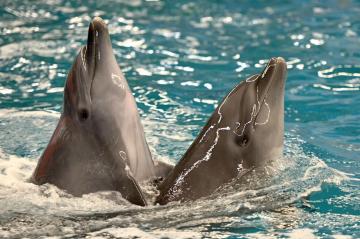 Франция запретила держать касаток и дельфинов в неволе‍