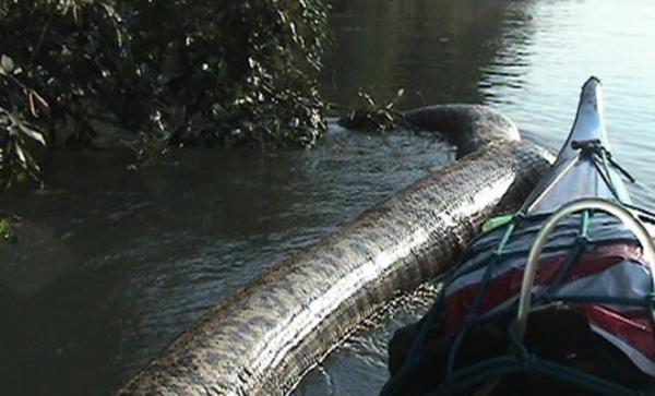Монстр из водоема: в Бразилии обнаружили гигантскую анаконду (ФОТО)