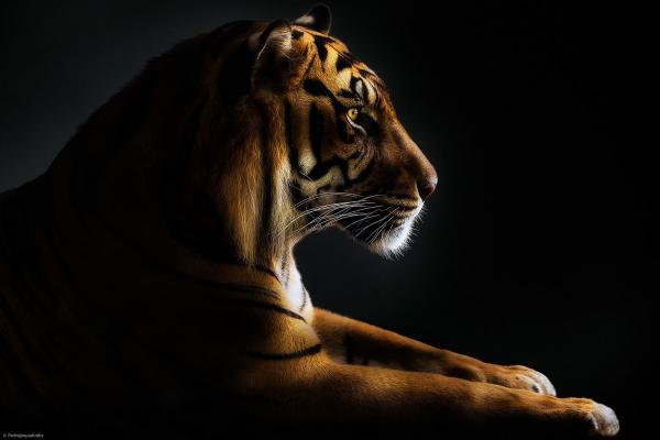 Потрясающие портреты диких животных фотографа Pedro Jarque (ФОТО)