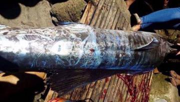 Филиппинские рыбаки выловили самого необычного обитателя глубин (ФОТО)