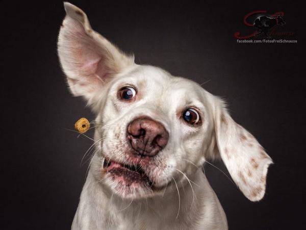 Забавная мимика собак на снимках Кристиана Вилера (ФОТО)