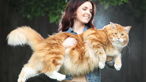  Самый длинный кот в мире стал новой звездой социальных сетей (ФОТО)