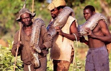 Опасная работа: суровые будни африканских охотников за питонами (ФОТО)
