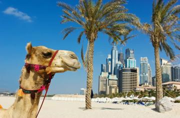 В ОАЭ впервые клонировали двугорбого верблюда