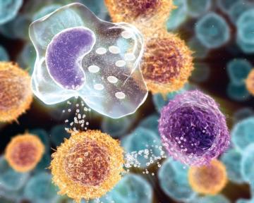 Учёные вывели особые T-клетки для борьбы с раком