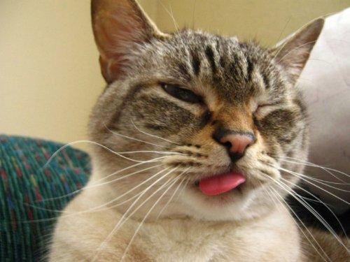Курьезные снимки кошек с высунутыми языками (ФОТО)