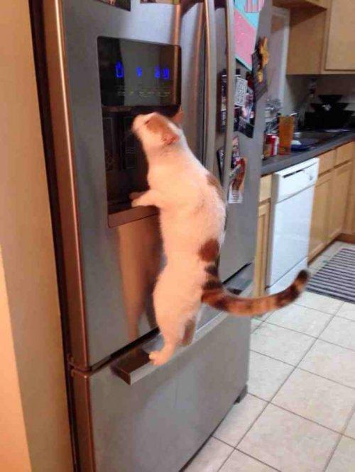 Курьезные снимки кошек, которые делают странные вещи (ФОТО)