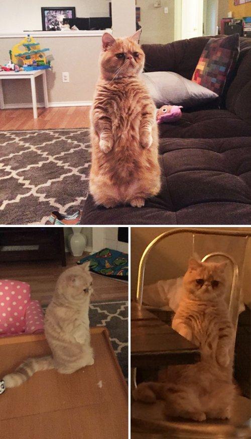Курьезные снимки кошек, которые делают странные вещи (ФОТО)