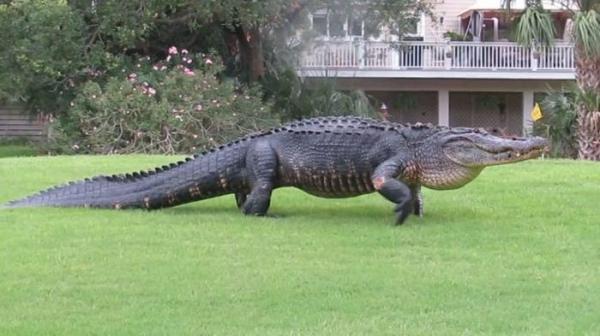 Незваный гость: громадный аллигатор шокировал любителей гольфа в США (ФОТО)