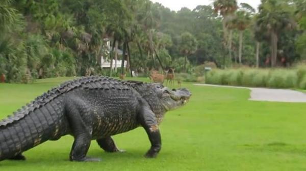 Незваный гость: громадный аллигатор шокировал любителей гольфа в США (ФОТО)