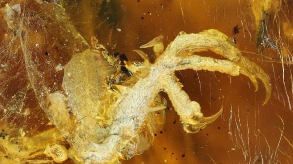 Ученые нашли янтарь с останками птенца возрастом 100 млн лет (ФОТО)