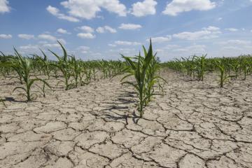 Ученые выяснили, как изменения климата сказываются на урожае