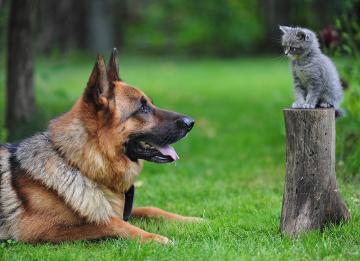 Ученые поставили точку в вечном споре между кошками и собаками