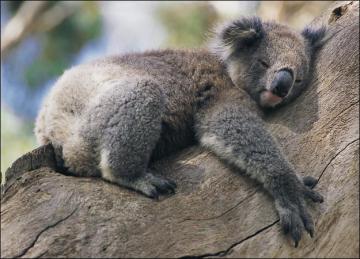 Ученые выяснили, зачем коалам отпечатки пальцев