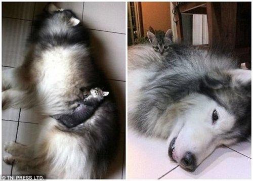 Кошки, которые очень любят спать на собаках (ФОТО)