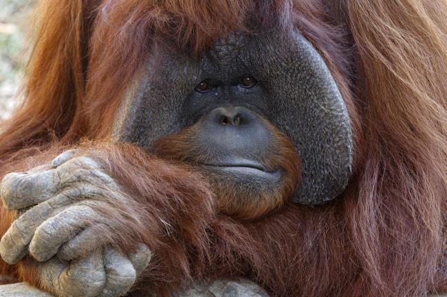 В зоопарке Атланты умер орангутанг, знавший язык жестов