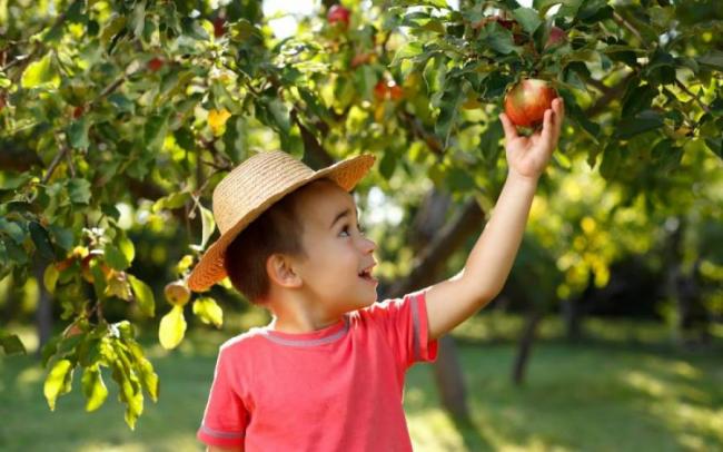 Ученые установили истинную прародину яблок