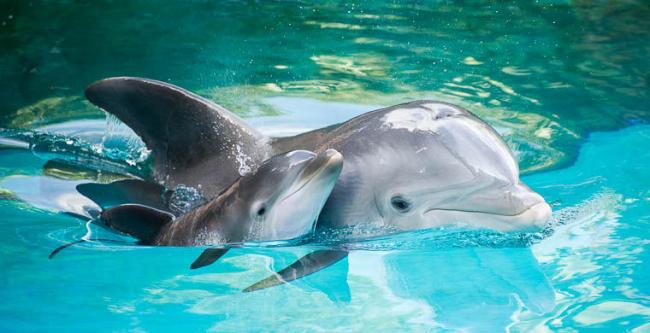 Ученые рассказали о новом виде дельфинов