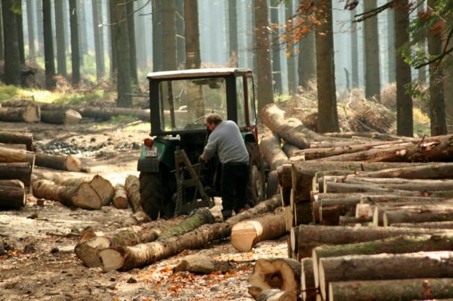 Порошенко подписал закон о запрете вырубки лесов