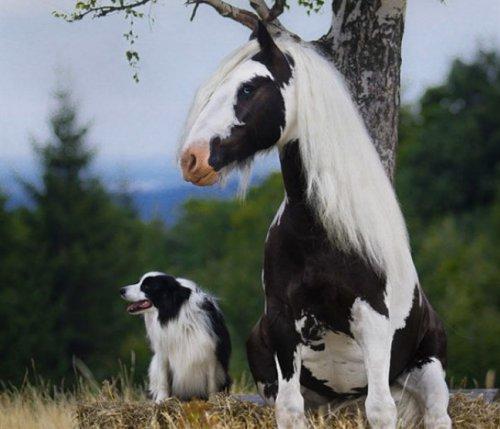 Невероятные двойники из мира животных (ФОТО)