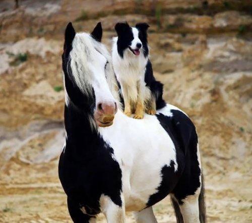 Невероятные двойники из мира животных (ФОТО)
