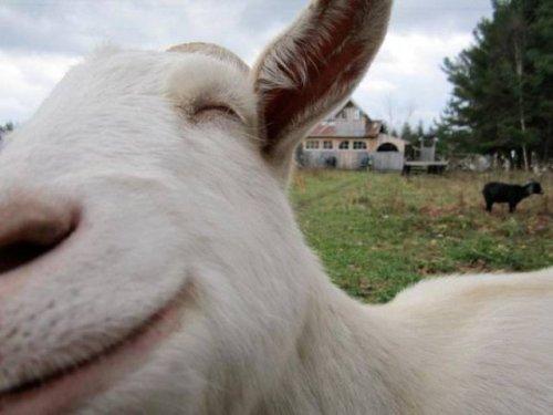 Забавные снимки животных, которые вызовут улыбку (ФОТО)