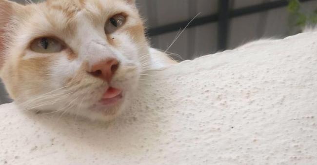Курьезные снимки кошек с высунутым языком (ФОТО)