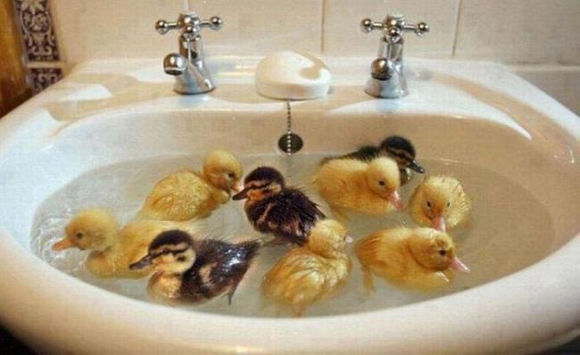 Курьезные снимки домашних животных, которые обожают принимать ванну (ФОТО)