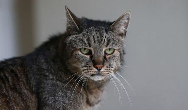 В Британии скончался старейший в мире кот