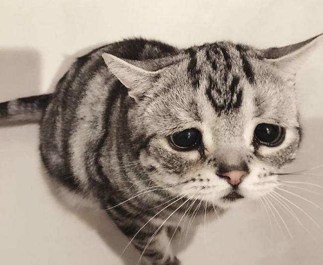 Знакомьтесь, это Луху – самая грустная кошка (ФОТО)