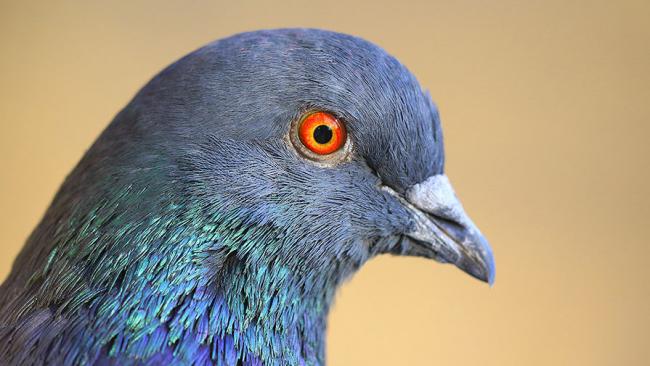 Ученые утверждают: голуби думают быстрее людей
