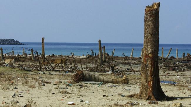Ученые обнаружили древнейшую жертву цунами