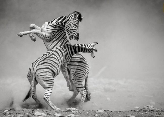 Фотоконкурс National Geographic: лучшие в мире снимки живой природы (ФОТО)