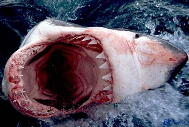 В водах Португалии поймана акула-монстр из доисторического периода