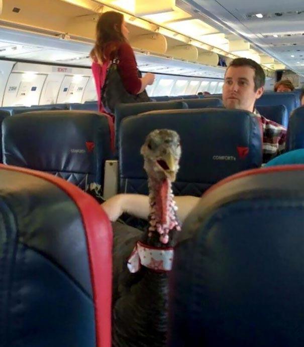 Курьезные снимки животные, которые стали самыми необычными пассажирами самолетов (ФОТО)