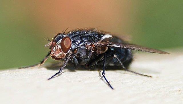 Опаснее, чем кажутся: ученые объяснили, почему нужно бояться мух
