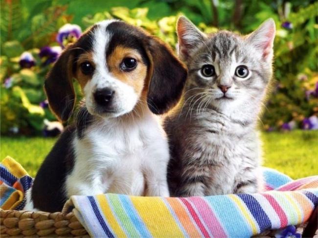Ученые узнали, кто умнее: собаки или кошки