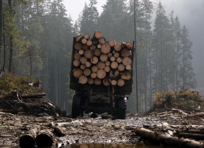 Правительство планирует передать леса в частную собственность