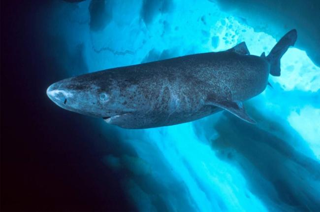 Ученые поймали полярную акулу возрастом более 500 лет‍