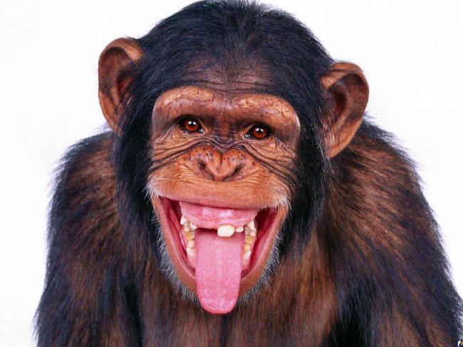Ученые выяснили, как ВИЧ мог передаться от обезьян к человеку
