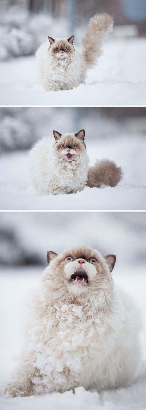 Реакция животных на первый снег (ФОТО)